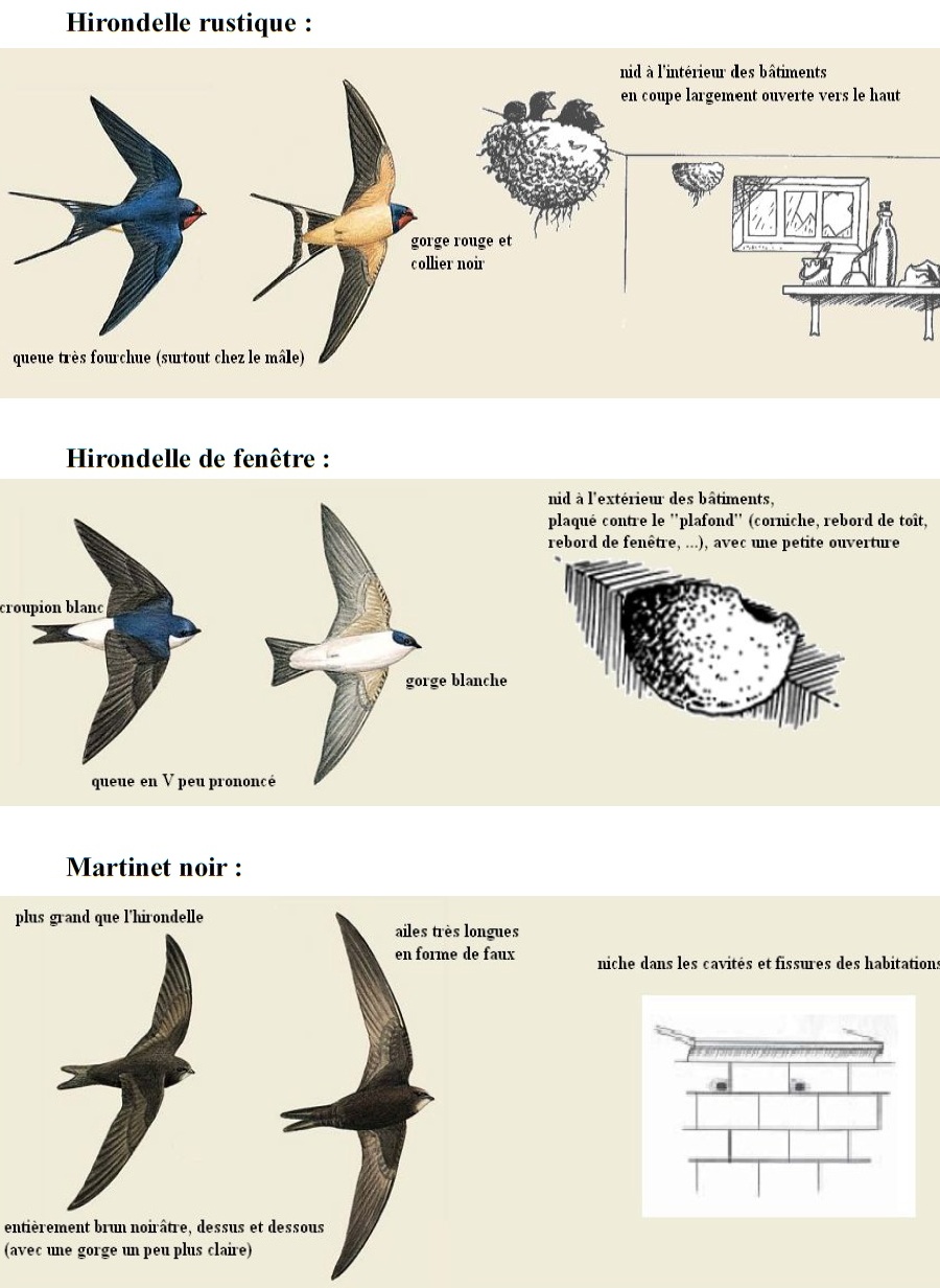 Les Hirondelles Association De Sauvegarde De L Environnement D Ep Ne